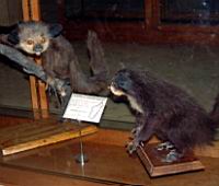 ���-���. ����� ��������